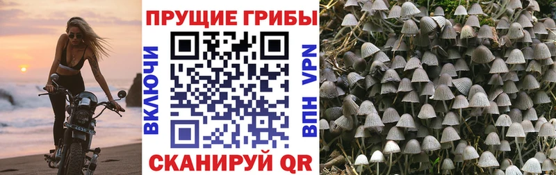Галлюциногенные грибы прущие грибы  Мамоново 